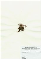 藏品(匍匐擬石花)的圖片